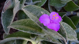 Традесканция Силламонтана (волосатая), горшок С3