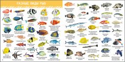 1000 картинок. Подводный мир - Робинс фото 4