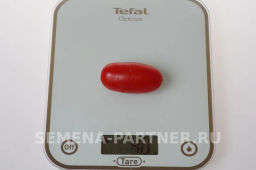 Томат Альфонс - Партнер фото 5