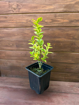 Бирючина пестролистная желтая - Долина роз фото 4