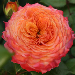 Роза Метеор (Флорибунда) 1шт