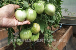Томат Фиолетовое Сердце - Партнер фото 7