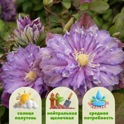 Клематис Паола - Долина роз фото 2