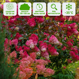 Гортензия метельчатая Гарденлайт Редлайт