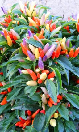 Перец декоративный КРОХА