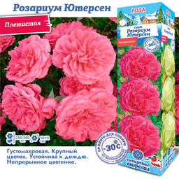 Роза Розариум Ютерсен (Плетистая) 1шт