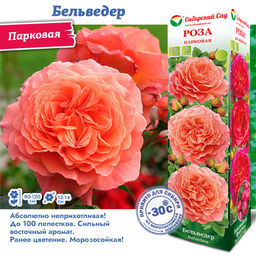 Роза Бельведер (Парковая) 1шт