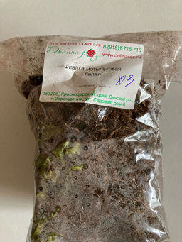 Фиалка мотыльковая белая