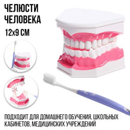 Игровой набор Макет челюсти человека, 12 ? 9 см, с щёткой, щётка цвета МИКС