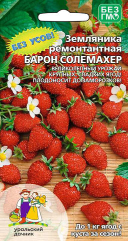 Земляника БАРОН СОЛЕМАХЕР Великолепный урожай крупных, сладких ягод! Без усов! Плодоносит до заморозков!