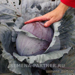 Капуста краснокочанная Бенефис - Партнер фото 2