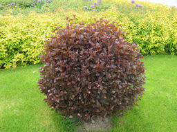 Пузыреплодник калинолистный Ред Барон - Долина роз фото 6