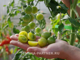 Томат Фростед - Партнер фото 3