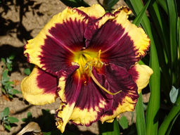 Лилейник Тайгер Блад - Долина роз фото 2