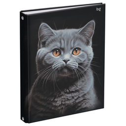 Тетрадь 160л. на кольцах "Кот", сменный блок (ТТ5к160_лг 62925, "BG") глянцевая ламинация