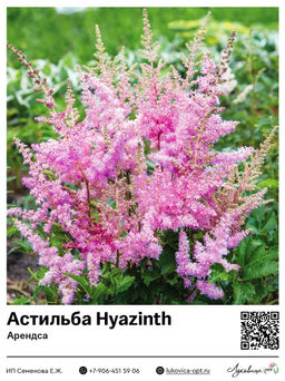 Астильба Hyazinth (Арендса)