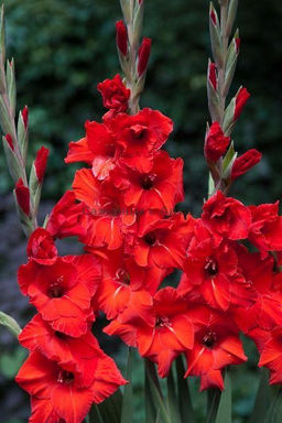 ГЛАДИОЛУС Абсолют Разбор 10/12 Кол-во упак., шт 10