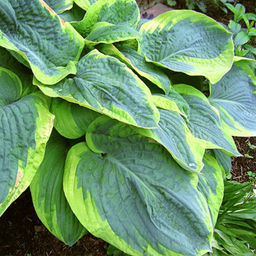 Хоста Maple Leaf (Зибольда) - Голландские луковицы фото 3
