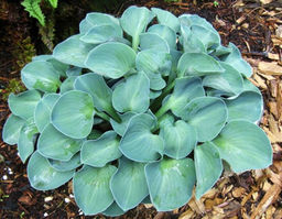 ХОСТА Блю Маус Иэрс Разбор 1 n Кол-во упак., шт 2