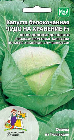 Капуста ЧУДО НА ХРАНЕНИЕ F1 Легко долежит до нового урожая! Вкусовые качества по мере хранения только улучшаются!
