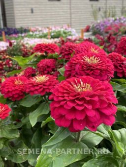 Цинния георгиновидная Сочные тропики Космополитен - Партнер фото 7