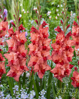 ГЛАДИОЛУС Соул Разбор 10/12 Кол-во упак., шт 10