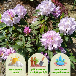 Рододендрон Хоппи