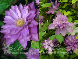 Клематис Протеус