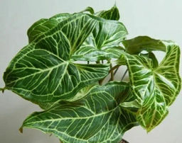 Сингониум Золотая Венеция, горшок D10