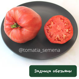 Задница обезьяны - Tomatia фото 2