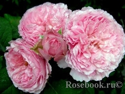 Элоди Госсюэн