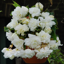 БЕГОНИЯ Каскад Белая Разбор 5/6 Кол-во упак., шт 3