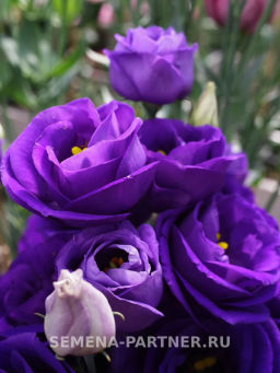 Эустома срезочная махровая сиреневая Принцесса Эльза - Партнер фото 4