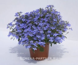 Лобелия каскадная Ривьера Марине Блю - Партнер фото 4