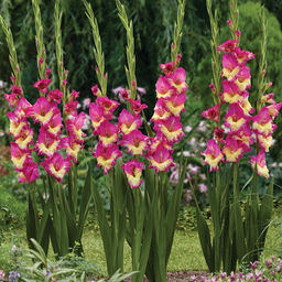 Гладиолус Extravert - Голландские луковицы фото 2