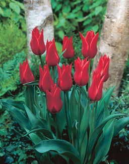 Тюльпан Pieter de Leur (Лилиецветный) - Голландские луковицы фото 2