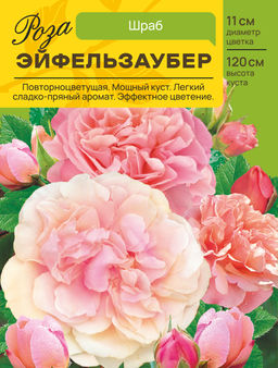 Роза Эйфельзаубер (Шраб) С ЦВ.НАКЛЕЙКОЙ 1шт