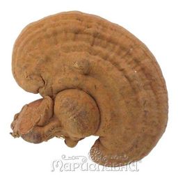 Гриб Рейши (трутовик лакированный)