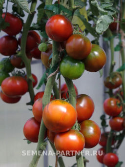 Томат Эфиопка - Партнер фото 5