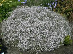 Гипсофила белая - Долина роз фото 2