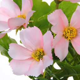 Цветочная композиция "Поцелуй лета" Космея розовая 20см