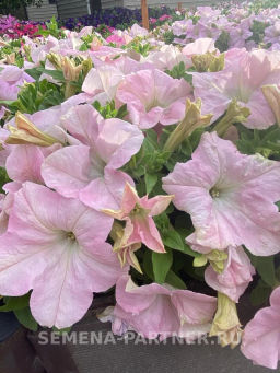 Петуния Супремо Ванесса полуампельная нежно-розовая - Партнер фото 6