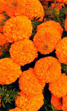 Бархатцы ГАВАЙИ  Тип прямостоячие махровые