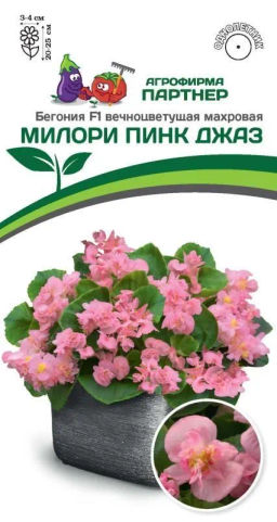 Бегония вечноцветущая махровая Милори Пинк Джаз