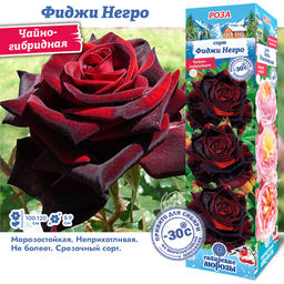 Роза Фиджи Негро (Чайно-гибридная) 1шт