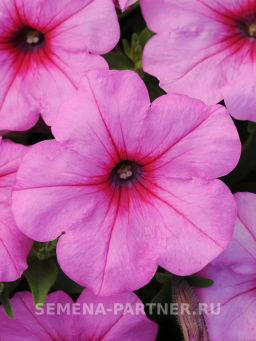 Петуния Изи Вэйв Пинк Пейшен каскадно-ампельная розовая - Партнер фото 7