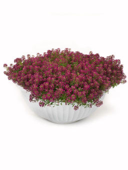 Алиссум морской Истер Боннет Дип Роуз - Партнер фото 5