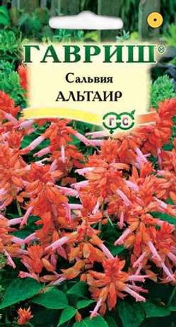 Альтаир сальвия карликовый 4шт (г)