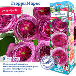 Роза Тьэрри Маркс (Флорибунда) 1шт