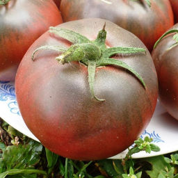 Помидоры Тульский Чёрный - Black from Tula